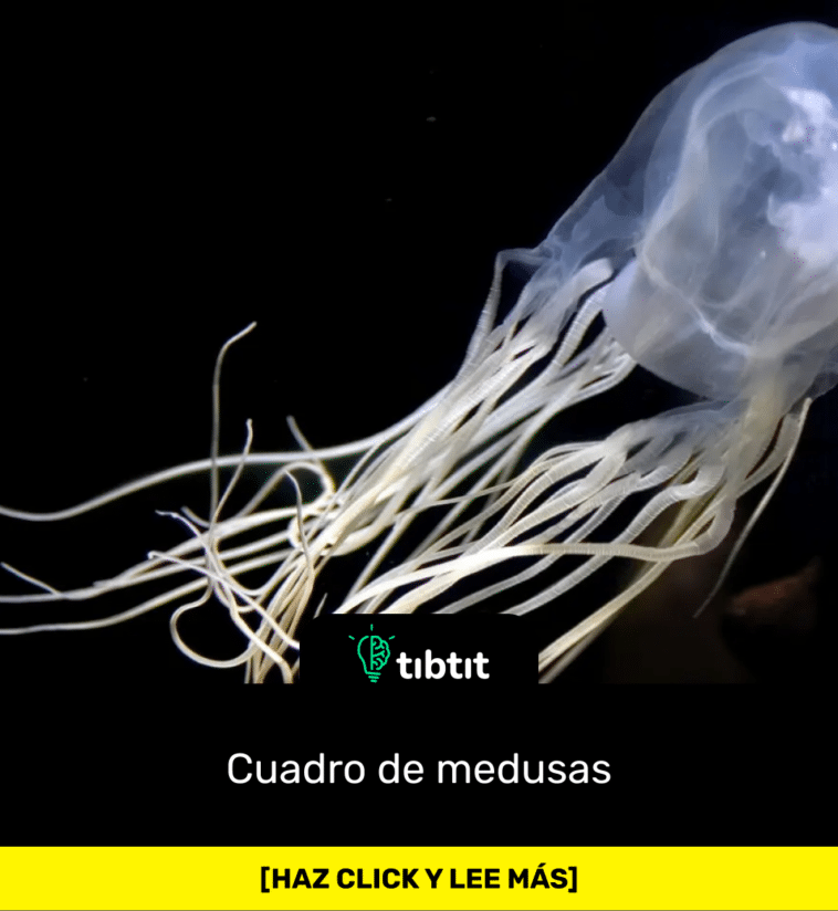 Cuadro de medusas