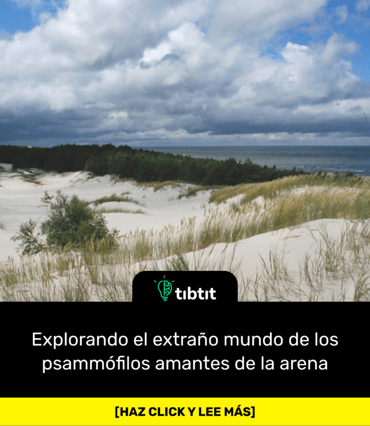 Explorando el extraño mundo de los psammófilos amantes de la arena