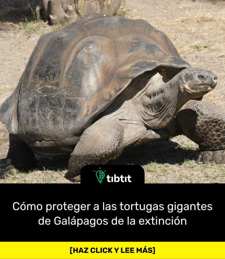 Cómo proteger a las tortugas gigantes de Galápagos de la extinción