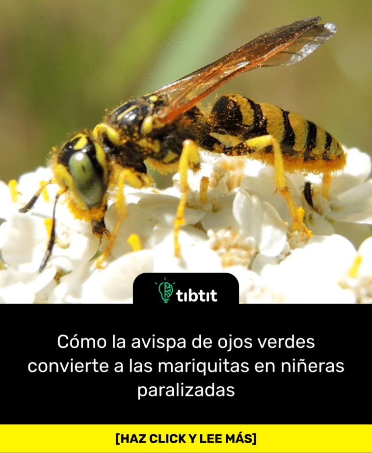 Cómo la avispa de ojos verdes convierte a las mariquitas en niñeras paralizadas