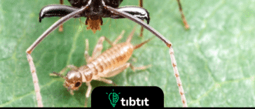 Las poderosas mandíbulas de las hormigas trampa-mandíbula capturan presas a la velocidad del rayo