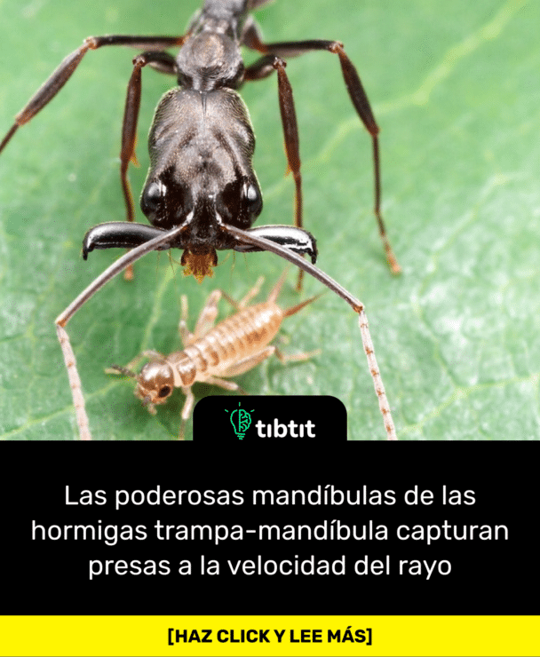 Las poderosas mandíbulas de las hormigas trampa-mandíbula capturan presas a la velocidad del rayo