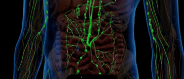 Datos del sistema linfático