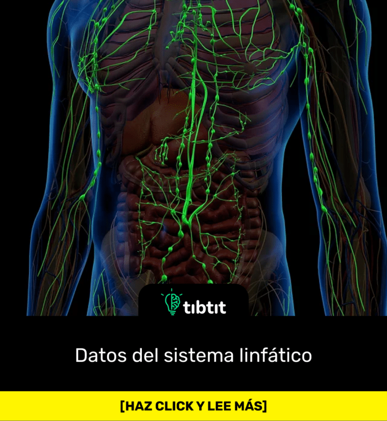 Datos del sistema linfático