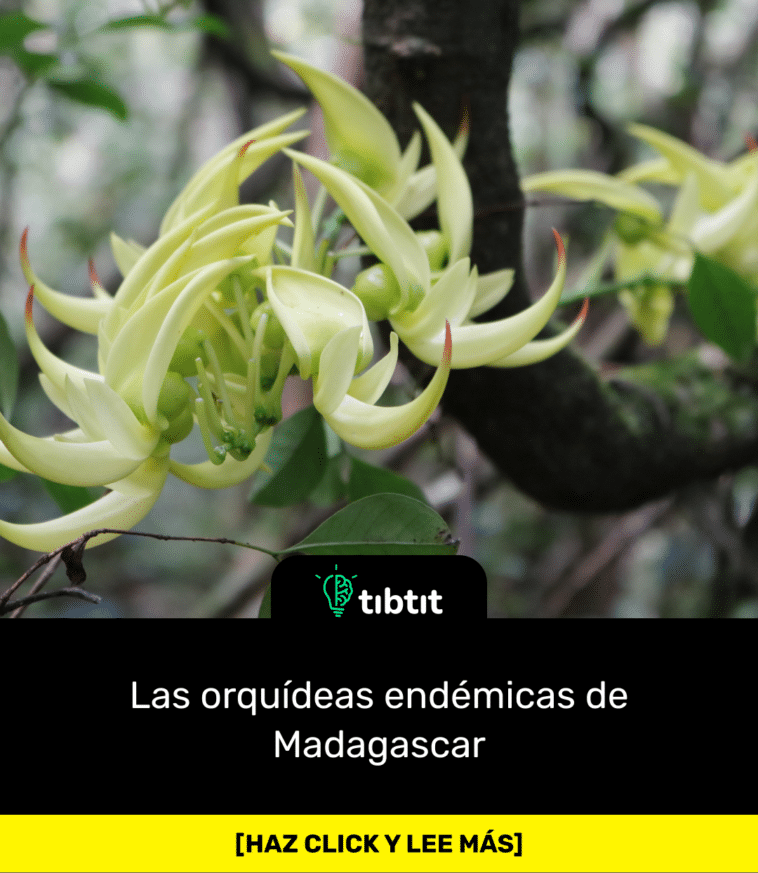 Las orquídeas endémicas de Madagascar