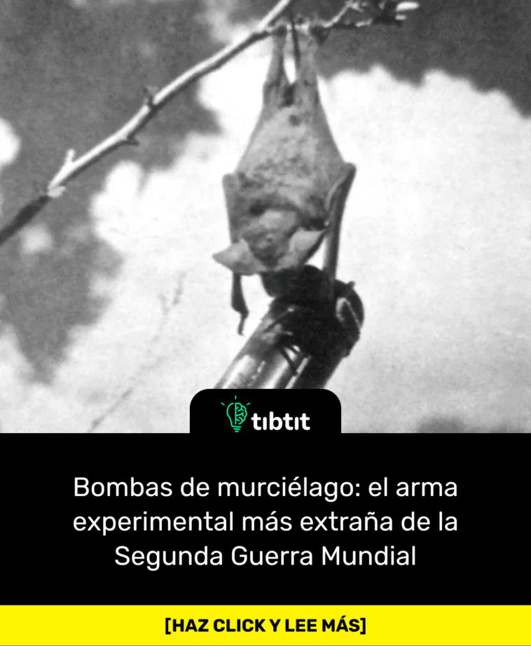 Bombas de murciélago: el arma experimental más extraña de la Segunda Guerra Mundial