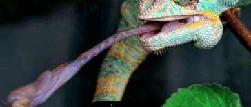 ¿Qué son los animales de sangre fría?