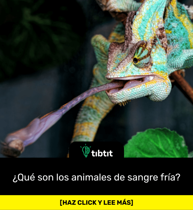 ¿Qué son los animales de sangre fría?