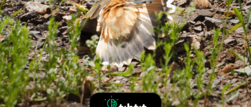 ¿Pueden las aves fingir lesiones para protegerse de los depredadores?