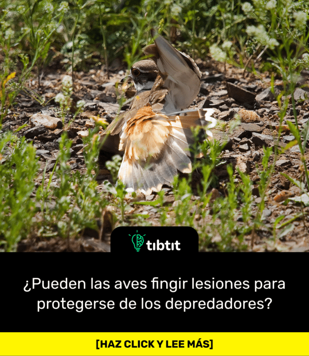 ¿Pueden las aves fingir lesiones para protegerse de los depredadores?