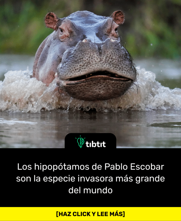 Los hipopótamos de Pablo Escobar son la especie invasora más grande del mundo