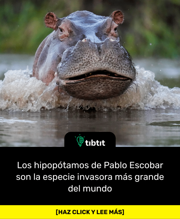 Sabías Que… Los Hipopótamos De Pablo Escobar Son La Especie Invasora ...