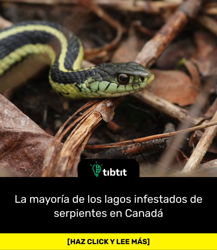 La mayoría de los lagos infestados de serpientes en Canadá