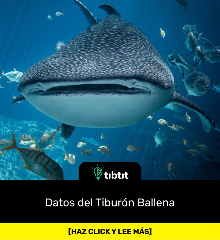 Datos del Tiburón Ballena