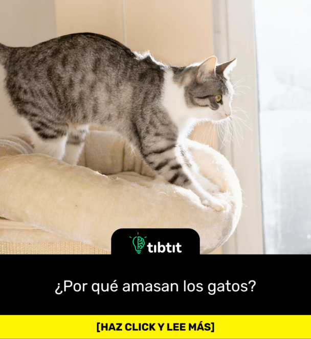 ¿Por qué amasan los gatos?
