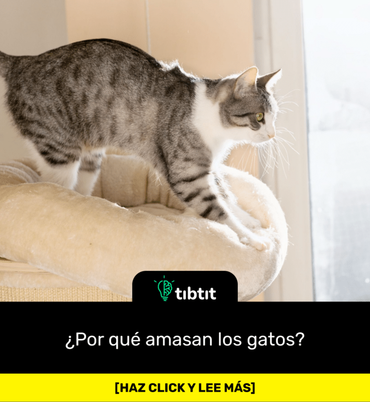 ¿Por qué amasan los gatos?