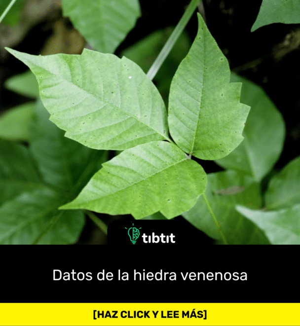 Datos de la hiedra venenosa