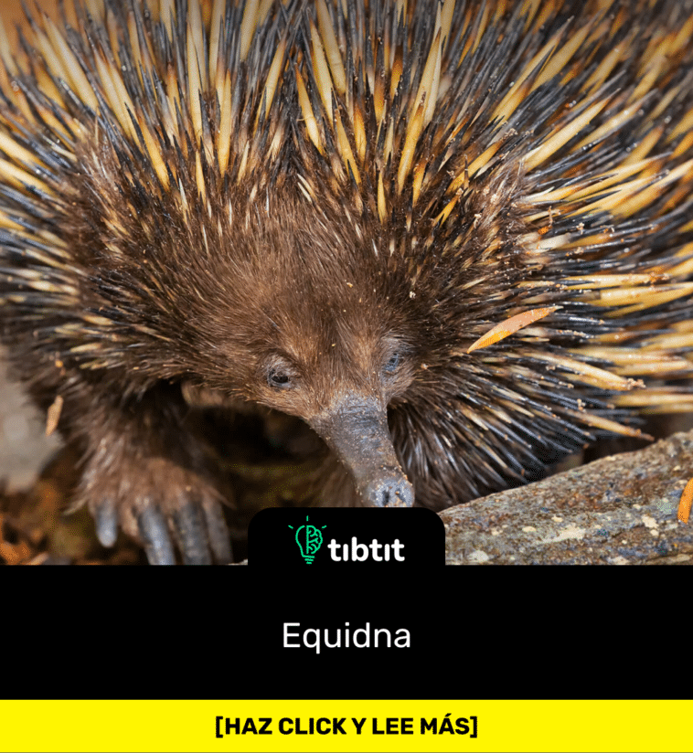 Equidna