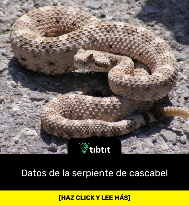 Datos de la serpiente de cascabel