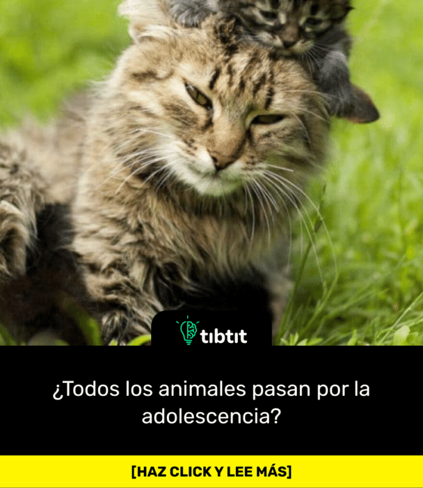 ¿Todos los animales pasan por la adolescencia?