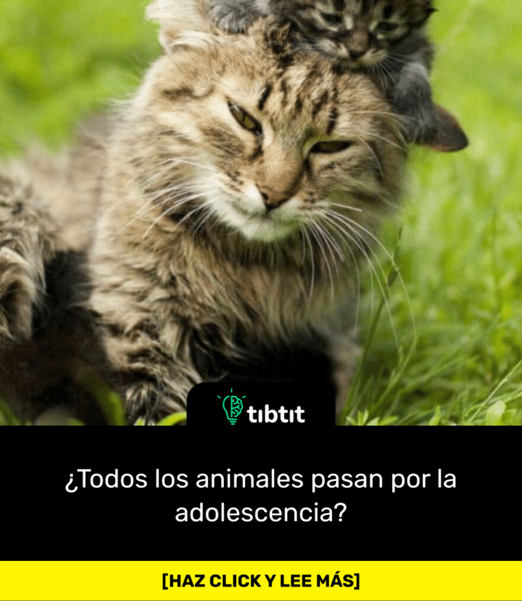 ¿Todos los animales pasan por la adolescencia?