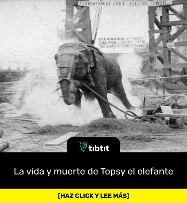 La vida y muerte de Topsy el elefante