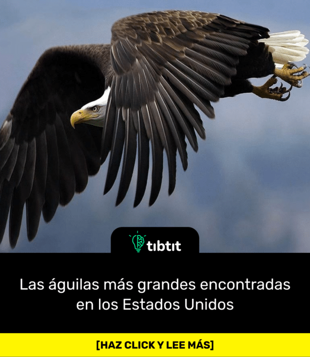 Las águilas más grandes encontradas en los Estados Unidos