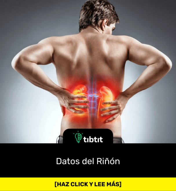Datos del Riñón