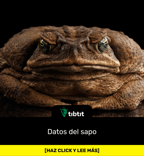 Datos del sapo