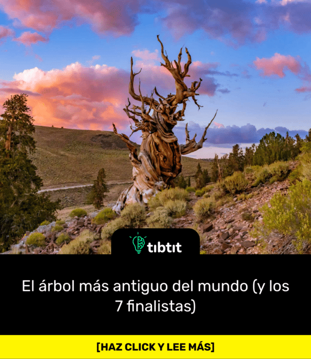 El árbol más antiguo del mundo (y los 7 finalistas)