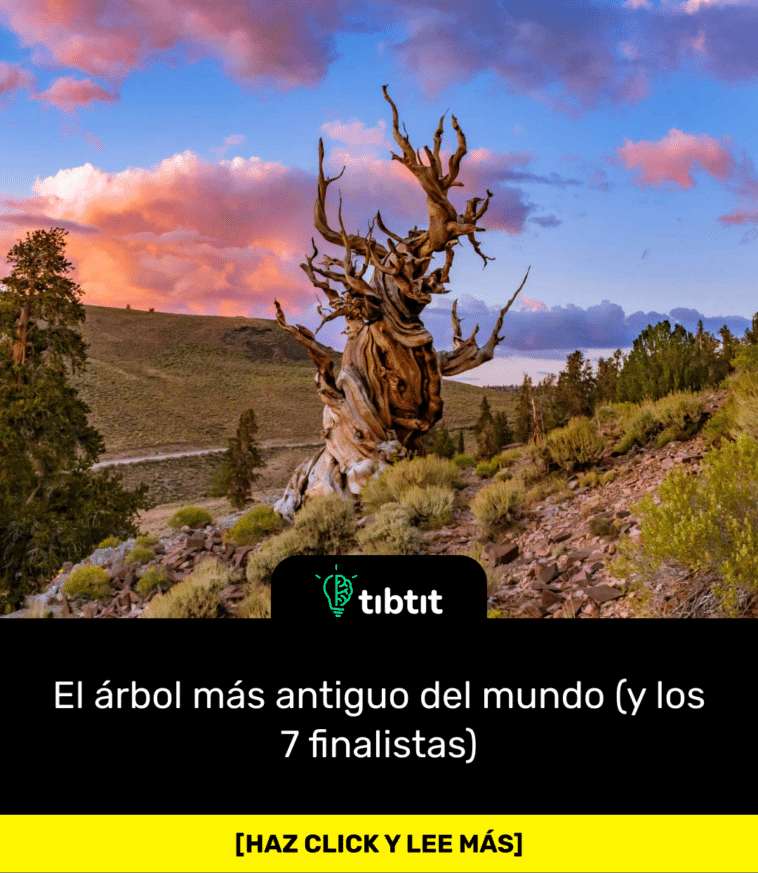 El árbol más antiguo del mundo (y los 7 finalistas)