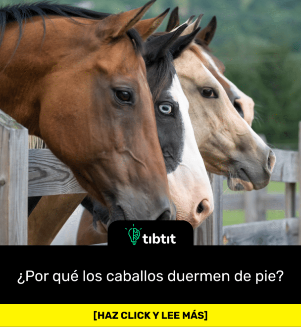 ¿Por qué los caballos duermen de pie?