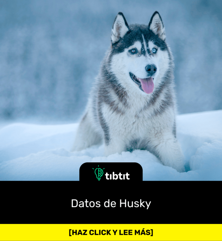 Datos de Husky