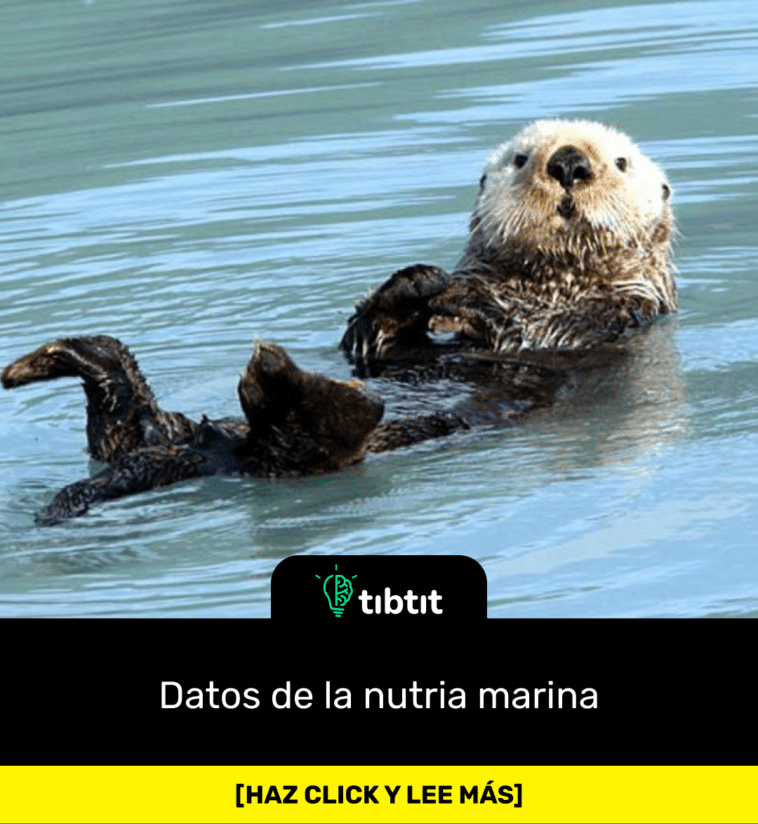 Datos de la nutria marina