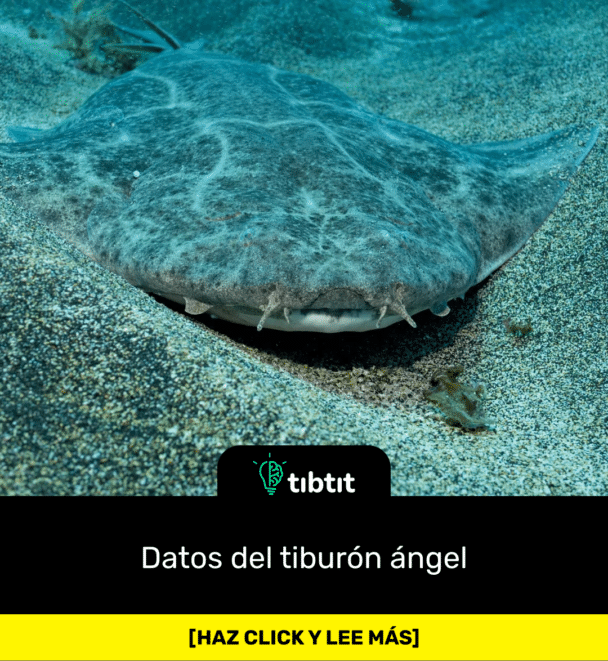 Datos del tiburón ángel