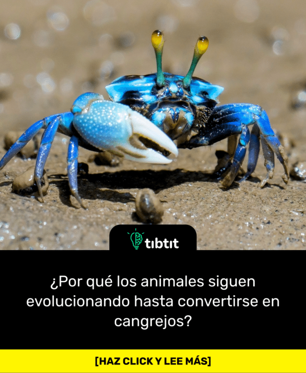 ¿Por qué los animales siguen evolucionando hasta convertirse en cangrejos?