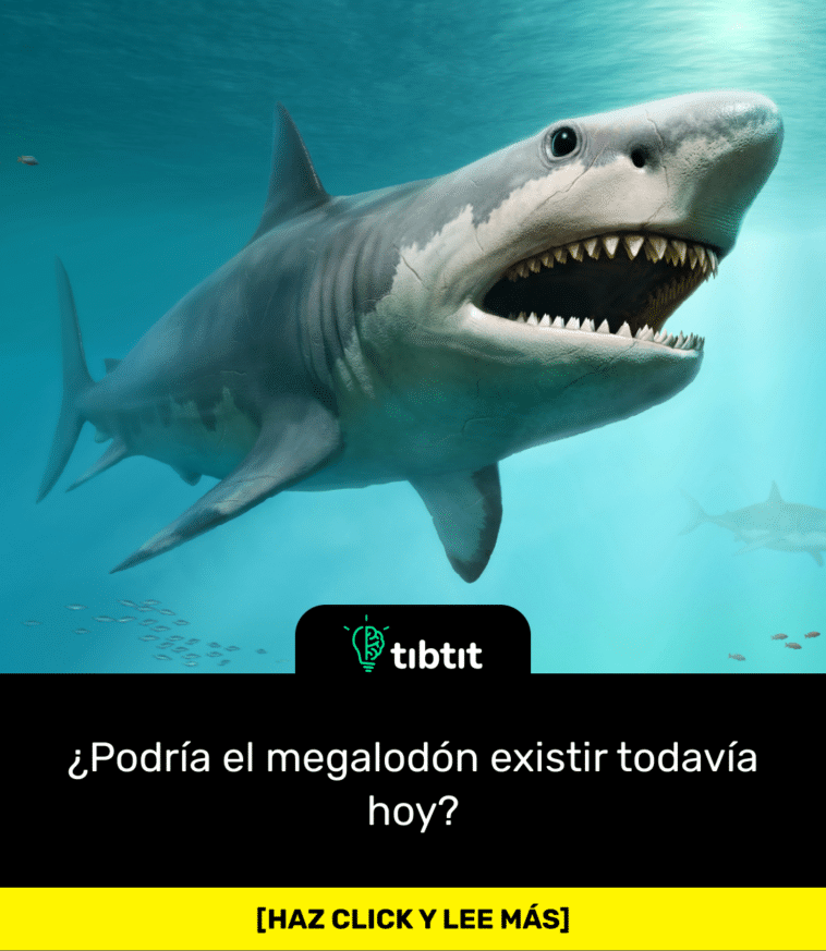 ¿Podría el megalodón existir todavía hoy?