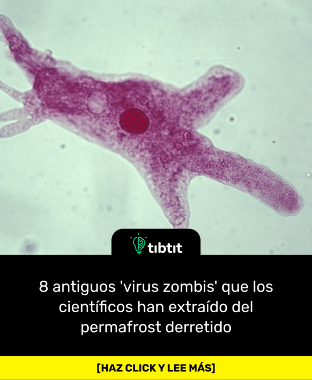 8 antiguos 'virus zombis' que los científicos han extraído del permafrost derretido