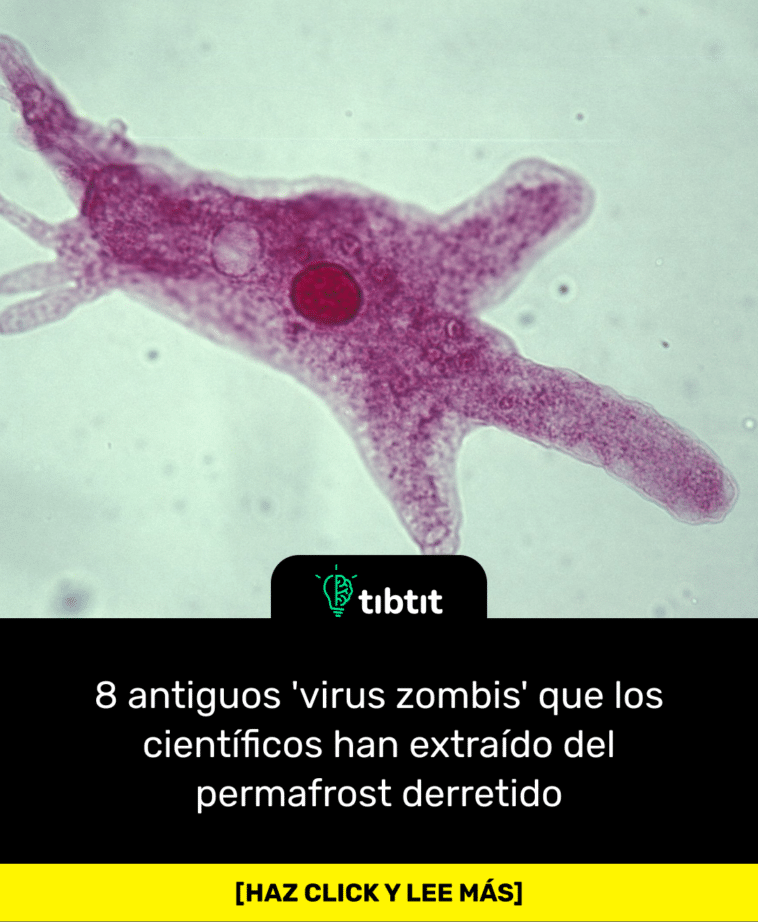 8 antiguos 'virus zombis' que los científicos han extraído del permafrost derretido
