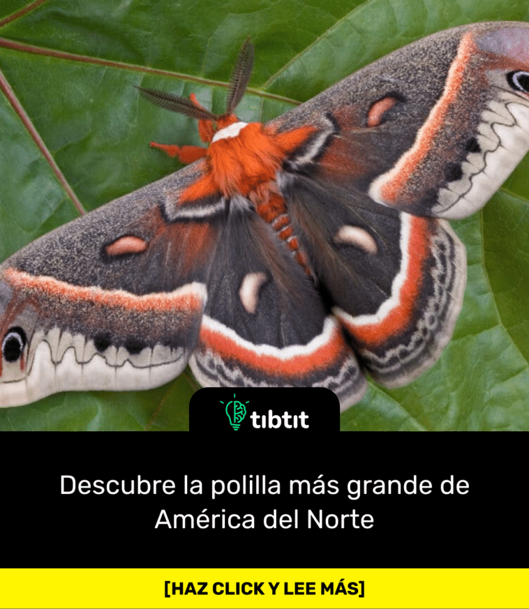 Descubre la polilla más grande de América del Norte