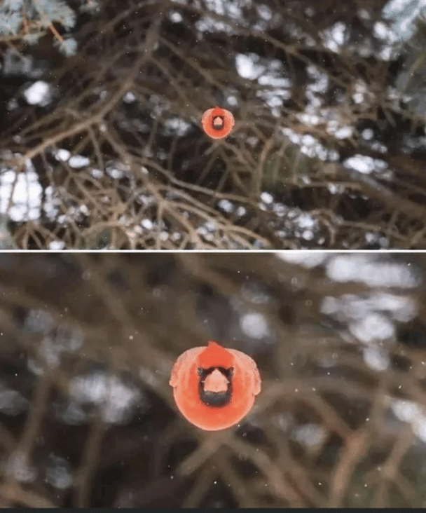 Un cardenal volando directamente hacia la cámara.