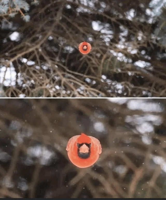 Un cardenal volando directamente hacia la cámara.