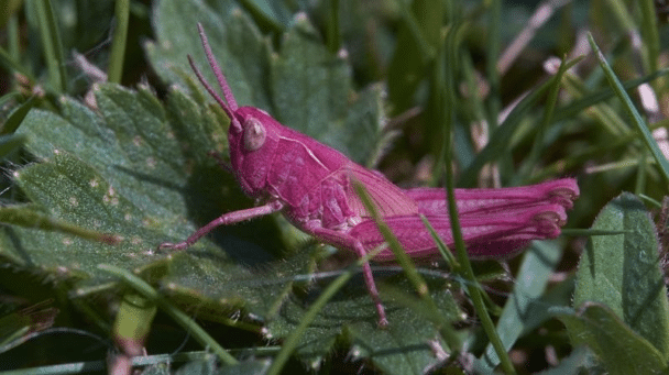 Un saltamontes rosa