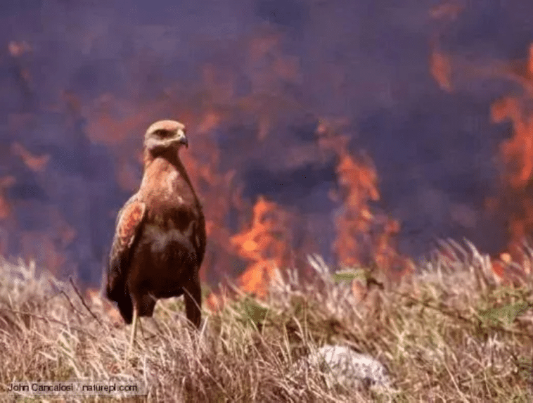 El ave conocida como "halcón de fuego australiano" busca presas que huyen de los incendios forestales y se sabe que recoge ramas en llamas y las lleva a la maleza seca para iniciar más incendios.