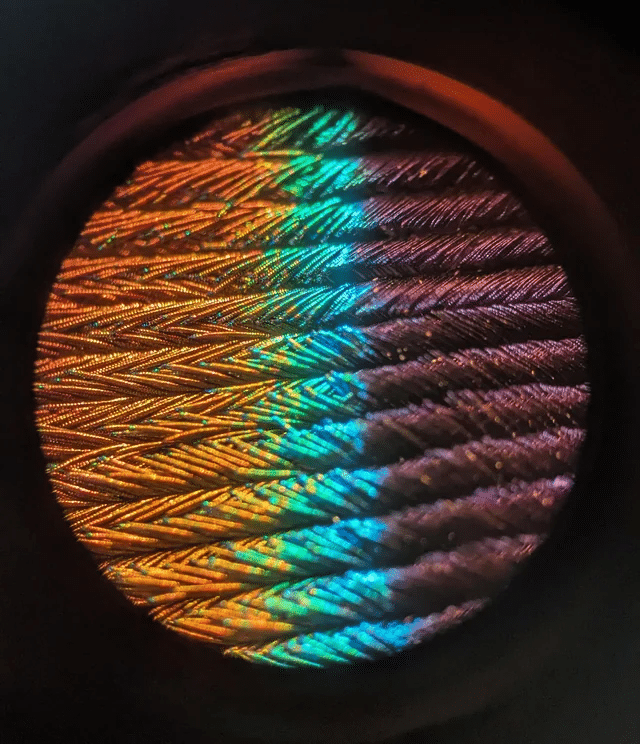 La pluma de pavo real muestra el espectro completo bajo un microscopio