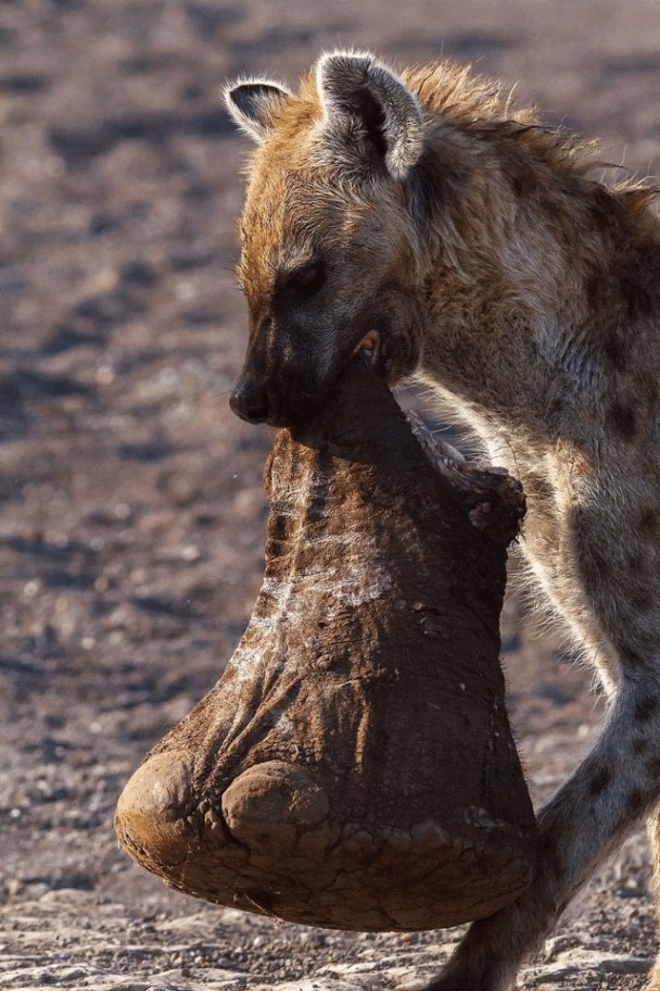 Una hiena cargando una pata de elefante