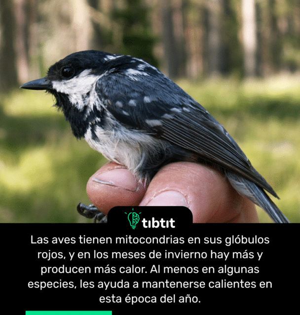 Las aves tienen mitocondrias en sus glóbulos rojos, y en los meses de invierno hay más y producen más calor. Al menos en algunas especies, les ayuda a mantenerse calientes en esta época del año.