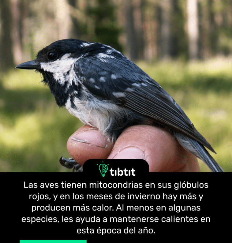 Las aves tienen mitocondrias en sus glóbulos rojos, y en los meses de invierno hay más y producen más calor. Al menos en algunas especies, les ayuda a mantenerse calientes en esta época del año.