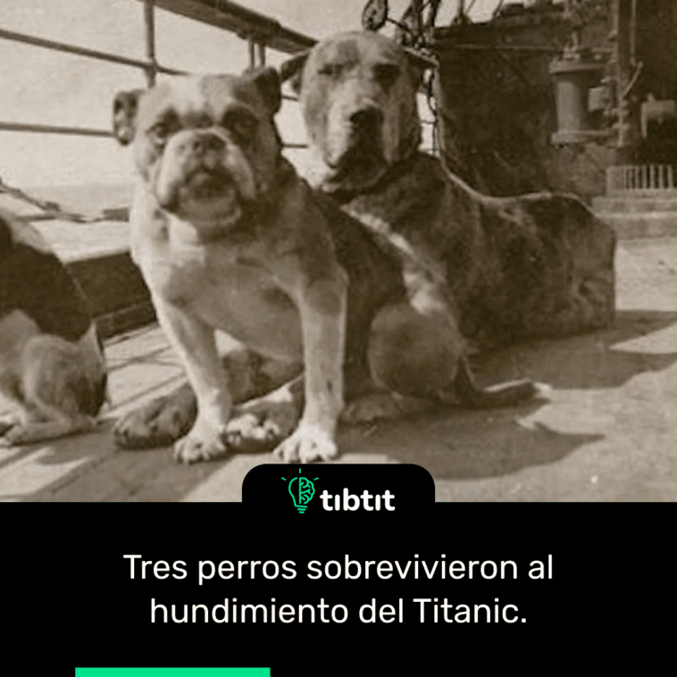 Tres perros sobrevivieron al hundimiento del Titanic.