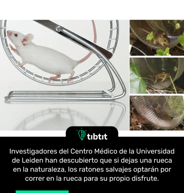 Investigadores del Centro Médico de la Universidad de Leiden han descubierto que si dejas una rueca en la naturaleza, los ratones salvajes optarán por correr en la rueca para su propio disfrute.